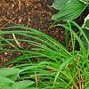 Hosta 'Pineapple Poll', habit