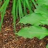 Hosta 'Pineapple Poll', habit