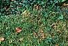Hosta plantaginea, habit