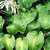 Hosta plantaginea, habit