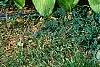 Hosta plantaginea, habit