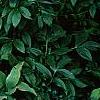 Hosta plantaginea, habit