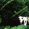 Hosta plantaginea, habit