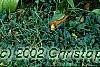 Hosta plantaginea, habit