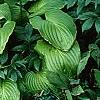 Hosta plantaginea, habit