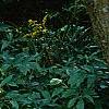 Hosta plantaginea, habit