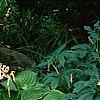 Hosta plantaginea, habit