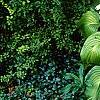 Hosta plantaginea, habit