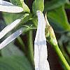 Hosta plantaginea, flowers