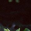Hosta plantaginea, flowers