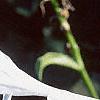Hosta plantaginea, flowers