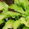 Hosta 'Prairie Moon', habit