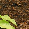 Hosta 'Prairie Moon', habit