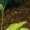 Hosta 'Prairie Moon', habit