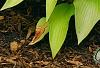 Hosta 'Prairie Moon', habit