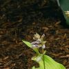 Hosta 'Prairie Moon', habit