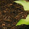 Hosta 'Prairie Moon', habit