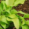 Hosta 'Prairie Moon', habit
