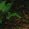 Hosta 'Prairie Moon', habit