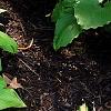 Hosta 'Prairie Moon', habit