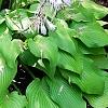 Hosta 'Prairie Moon', habit