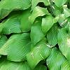 Hosta 'Prairie Moon', habit