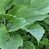Hosta 'Reptillian', habit