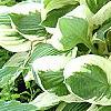 Hosta 'Reptillian', habit