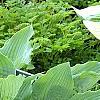 Hosta 'Reptillian', habit