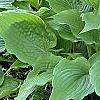 Hosta 'Reptillian', habit