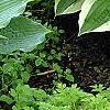 Hosta 'Reptillian', habit