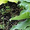 Hosta 'Reptillian', habit