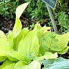 Hosta 'Reptillian', habit