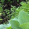 Hosta 'Reptillian', habit