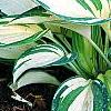 Hosta 'Remember Me', habit