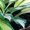 Hosta 'Remember Me', habit