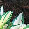 Hosta 'Remember Me', habit