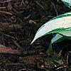Hosta 'Remember Me', habit