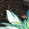 Hosta 'Remember Me', habit