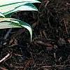 Hosta 'Remember Me', habit