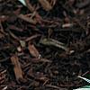 Hosta 'Remember Me', habit