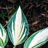 Hosta 'Remember Me', habit