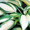 Hosta 'Remember Me', habit