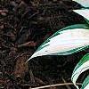 Hosta 'Remember Me', habit