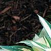 Hosta 'Remember Me', habit