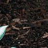 Hosta 'Remember Me', habit