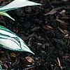 Hosta 'Remember Me', habit