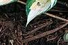Hosta 'Remember Me', habit