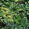 Hosta 'Sagae', habit