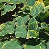 Hosta 'Sagae', habit